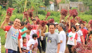 Bekasi Berkebun Ajak Warga untuk Berkebun di Rumah