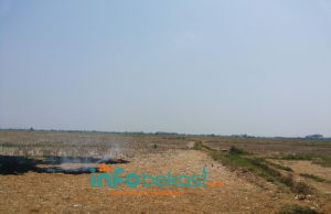 Duh, Bencana Kekeringan Buat Warga Kabupaten Bekasi Alih Profesi