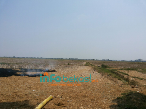 Duh, Bencana Kekeringan Buat Warga Kabupaten Bekasi Alih Profesi