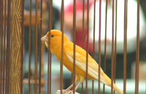 Gara-Gara Burung, Pria Ini Bonyok Dihakim Massa