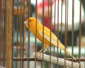 Gara-Gara Burung, Pria Ini Bonyok Dihakim Massa