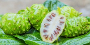 Ini Dia Manfaat Tersembunyi Buah Mengkudu