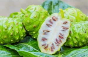 Ini Dia Manfaat Tersembunyi Buah Mengkudu