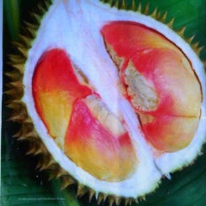 Durian Pelangi, Pesaing Durian Medan