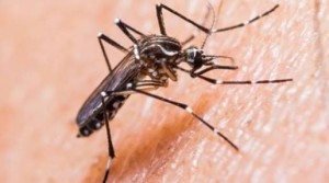 Waspada! Penyebaran Virus Zika di Indonesia