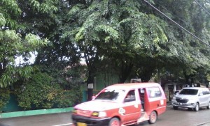 Musim Hujan Tiba, Awas Pohon Tumbang Di Bekasi!