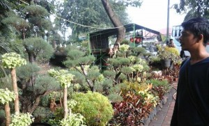 Program Seribu Taman, BPLH Ajak Pihak Swasta Turut Berpartisipasi