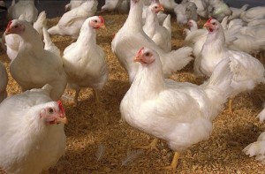 Ketahui Bedanya Ayam Kampung dan Ayam Negeri!