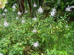 Ini Dia Tanaman Herbal yang Dapat Sembuhkan Asam Urat!