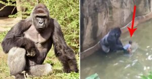 Ngeri, Anak Ini Tercebur Dalam Kandang Gorila
