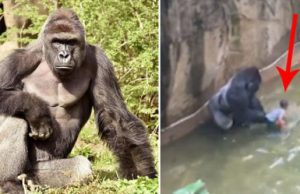 Ngeri, Anak Ini Tercebur Dalam Kandang Gorila