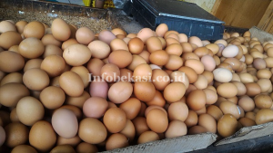 Ramadhan Makin Dekat, Harga Telur Merangkak Naik