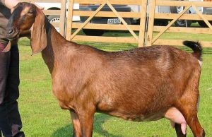 Tertangkapnya Dua Pelaku Pencuri Kambing di Tarumajaya