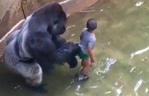 Anak Masuk Kandang Gorila, Ibu Terancam Dituntut