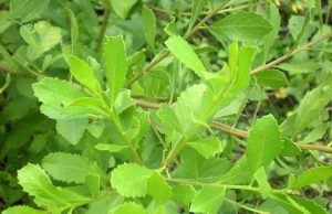 Beluntas, Penghilang Bau Badan