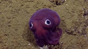 Ilmuan dari Kapal Penjelajah Nautilus Temukan Makhluk Menggemaskan Ini