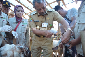 Tinjauan ke Penampungan, Ahmad Syaikhu Pastikan Hewan Qurban Sehat dan Aman