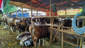 Wah, Harga Jual Sapi Kurban Diprediksi Naik
