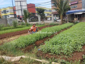 Petani Ini Sulap Lahan Tidur Jadi Lahan Produktif
