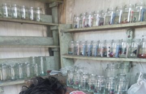Raup Untung Puluhan Juta Lewat Ternak Ikan Cupang