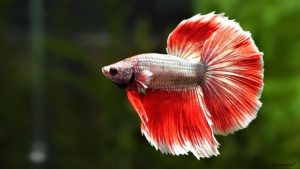 Distankan Akan Jadikan Kota Bekasi Sebagai Sentra Ikan Hias