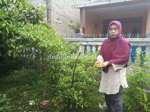 Cabai Mahal, Warga Pilih Tanam Cabai Sendiri