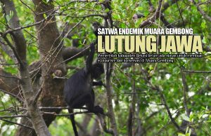 Walhi Minta Pemkab Bekasi Berkomitmen Menjaga Lutung Jawa