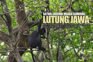 Walhi Minta Pemkab Bekasi Berkomitmen Menjaga Lutung Jawa