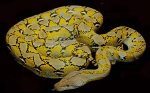 Petugas Damkar Evakuasi Puluhan Ular Cobra dan Sanca
