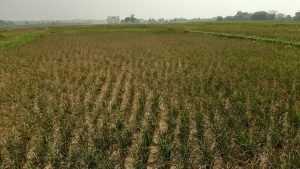 Petani di Cibarusah Terancam Gagal Panen Akibat Kekeringan