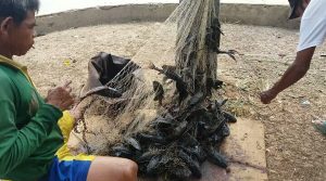 Akibat Pencemaran, Penghuni Kali Bekasi Sisakan Ikan Sapu-sapu