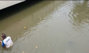 Warga Berburu Ikan Mabuk di Kali Rawatembaga, Diduga Akibat Pencemaran