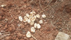 30 Butir Telur Ular Kobra Menetas di Bekasi Timur