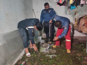 Cerita Rina, Ada Ular Kobra Masuk ke Rumahnya di Bekasi Utara