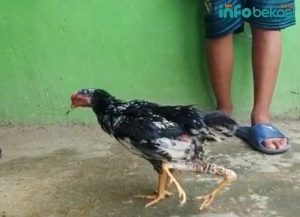 Ada Ayam Berkaki 4 di Cikarang Bikin Heboh, Diberi Nama ‘Siliwangi’