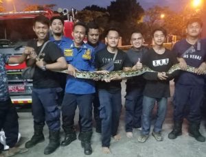 Damkar Kabupaten Bekasi Tangkap 10 Ekor Ular Selama Banjir