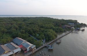Sekarang Ada Alat Pelindung Hutan Mangrove di Muara Gembong
