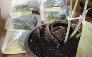 Supermen dan Temannya Baru Panen Ganja di Indekos di Bekasi Timur