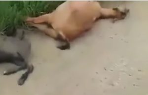 Heboh Hewan Ternak Tewas Mendadak di Cibarusah, Ini Penjelasan Pemerintah
