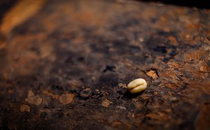 Mengenal Kopi Lanang, Kopi yang Diyakini Menambah Vitalitas Pria