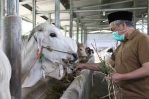 Awali Reses, Syaikhu Berikan 13 Sapi Kurban di 3 Kabupaten