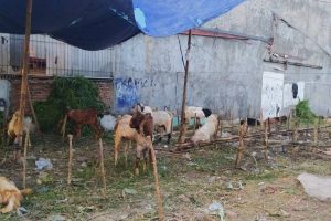 Polisi Selidiki Perampokan Kambing Kurban di Jatiasih