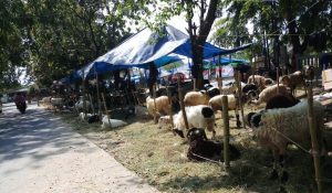 Ini Kisaran Harga Hewan Kurban di Bekasi
