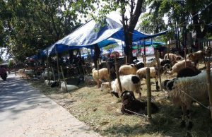 Penjualan Hewan Kurban Secara Online di Bekasi Meningkat