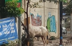 Sapi Kurban Masuk ke Dalam Toko Optik di Bekasi Timur