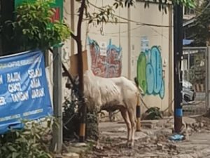 Sapi Kurban Masuk ke Dalam Toko Optik di Bekasi Timur