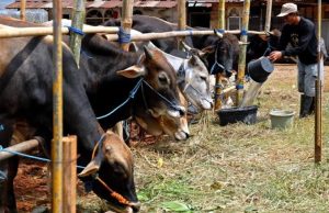 Pedagang Hewan Kurban di Bekasi Sebaiknya Rapid Test
