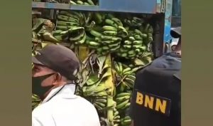 Aksi Warga Serbu Pisang di Tengah Pengungkapan Penyelundupan 500 Kg Ganja