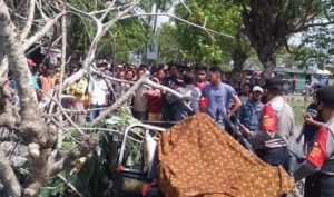 Pengendara Motor Tewas Tertimpa Pohon Tumbang