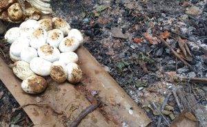 Puluhan Telur Ular Cobra Ditemukan di Gudang Rumah Warga Mustikajaya